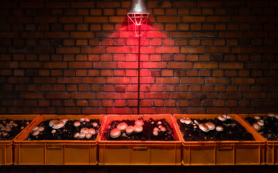 Ruhr Ding Schlaf Healing Complex 5765