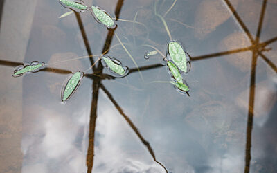 Death of Worlds c Daniel Sadrowski 2328